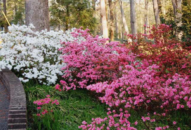 fabulous-kurume-azalea-16-2680x1824.jpg