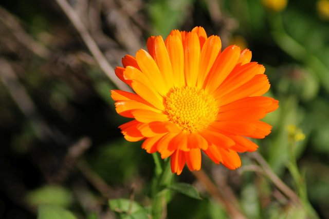 marigold-4536866_1280.jpg