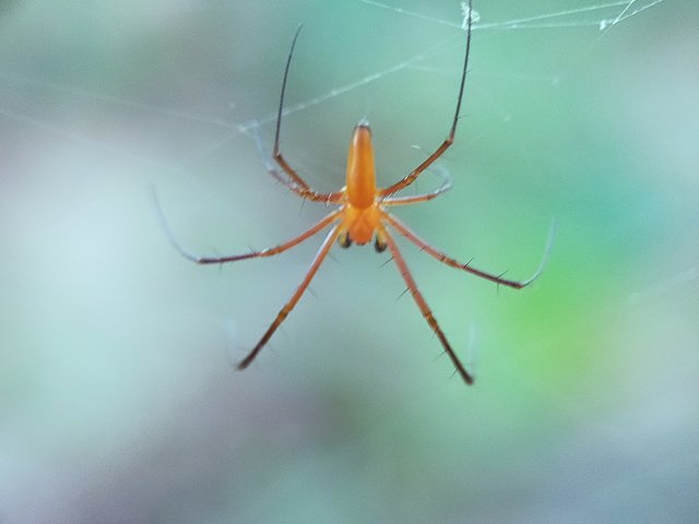 Nephila Pilipes (6).jpg