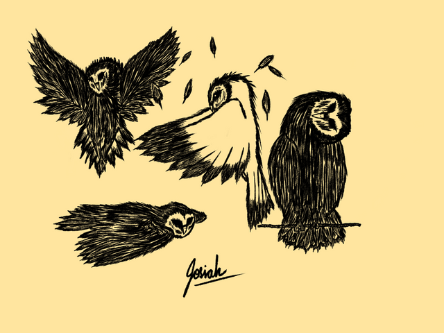 Owl drawing practice 2.png