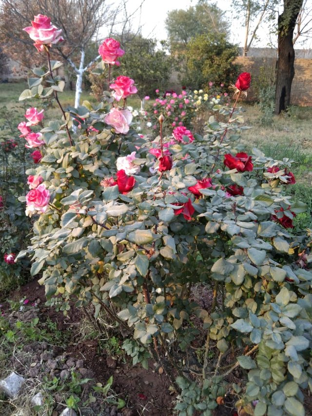 Kohat Roses Plants.jpeg