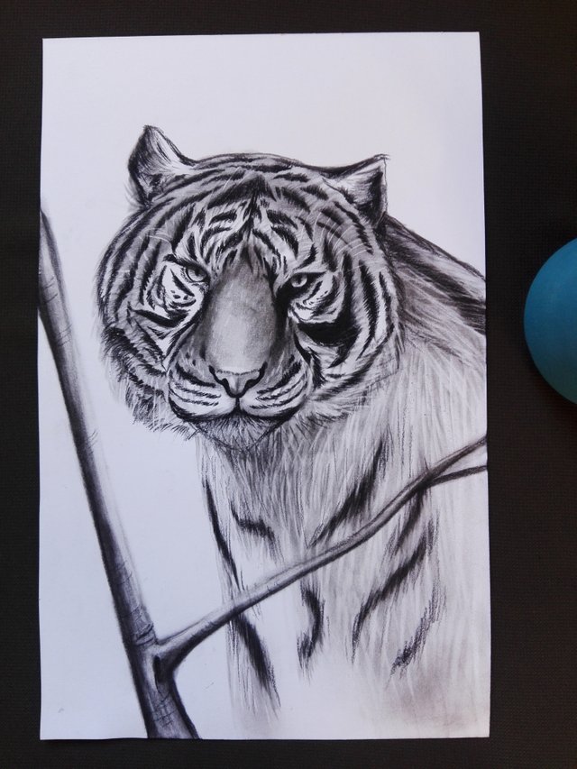 tiger(214).jpg