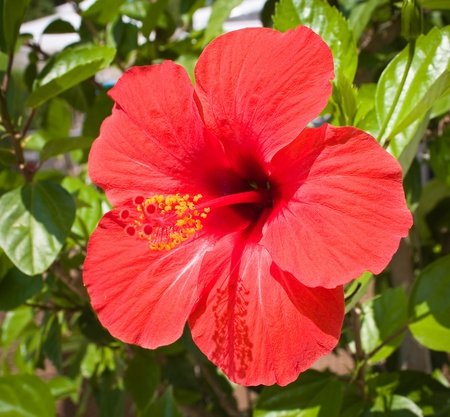 9956507-red-hibiscus-flower.jpg