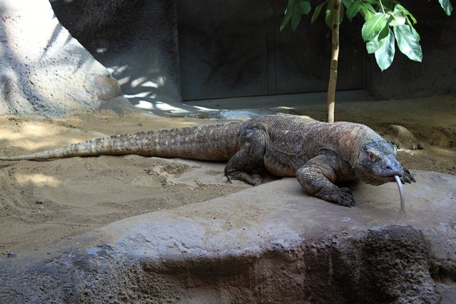 komodo-dragon-237805_1280.jpg