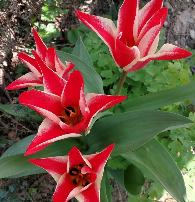 Tulpen2.jpg