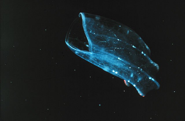 640px-Ctenophore2.jpg