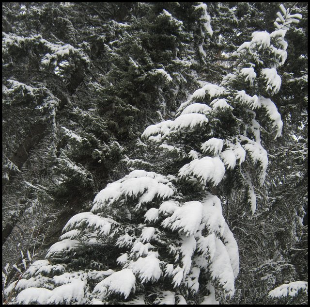 young spruce ladened with snow.JPG