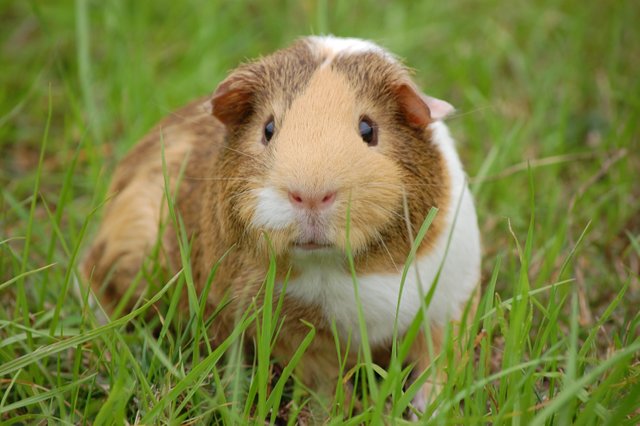 animal-closeup-guinea-pig-60693.jpg