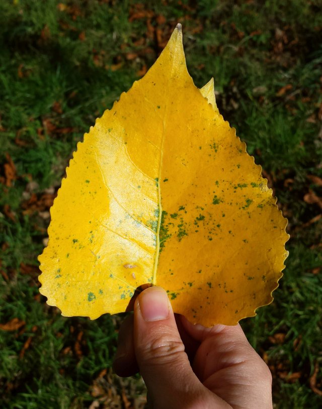 leaf(2).jpg