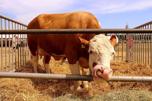 Cow exposition in Denmark.jpg