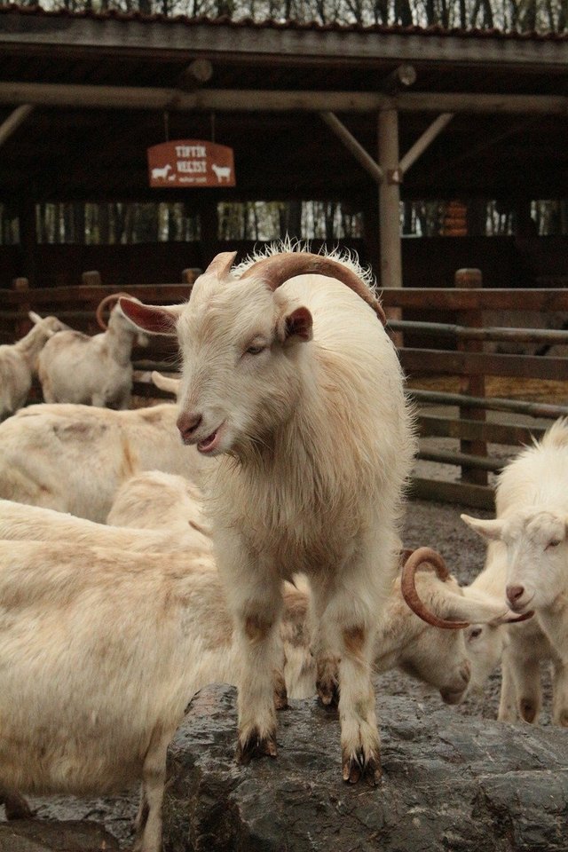 goat-7874883_1280.jpg