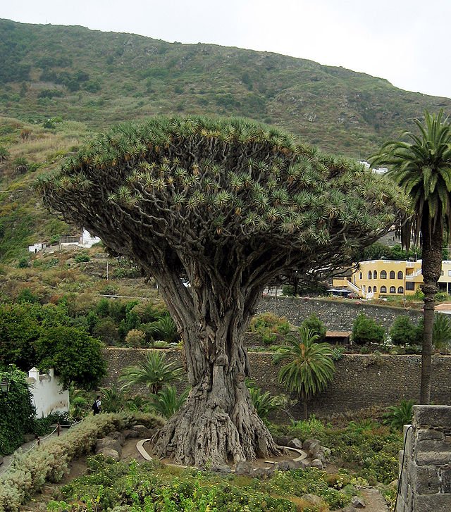 640px-Dracaena_draco.jpg