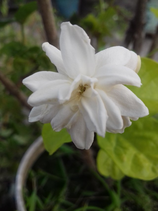 Bela Flowers Photos Best Flower Site