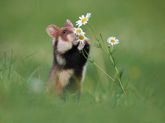 take_time_to_smell_the_flowers_by_julianrad-daxh7dm.jpg