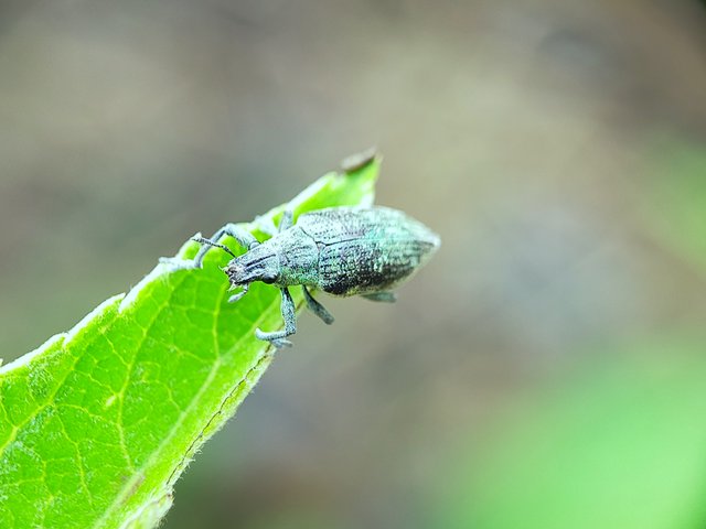 Borer Beetles (6).jpg