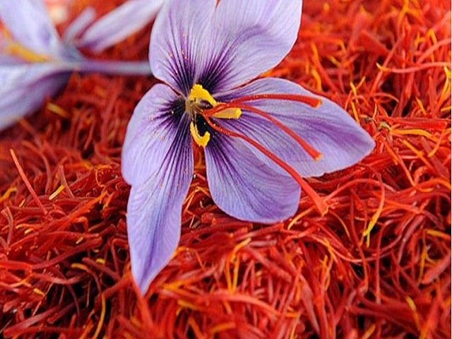 kashmiri-saffron-gi-tag-benefits.jpg