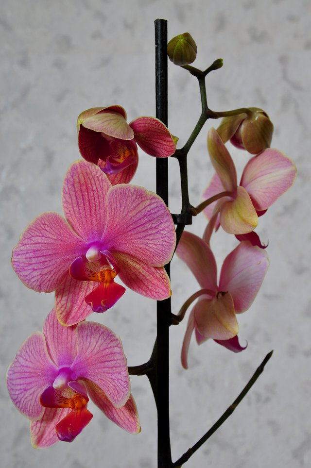 орхидея розовая.jpg