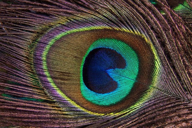 peacock-feather-186339_960_720.jpg