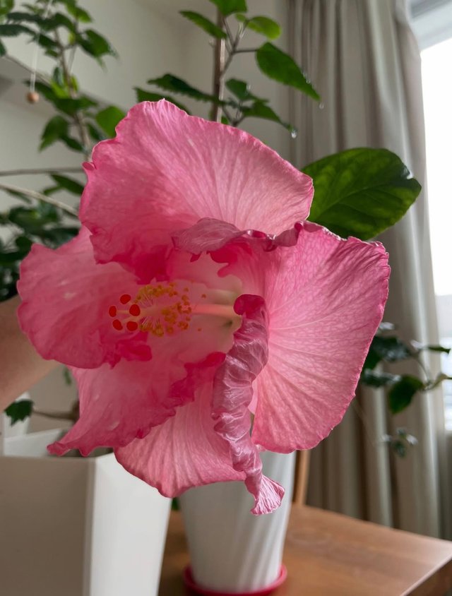 IMG_20250611_083323.jpg