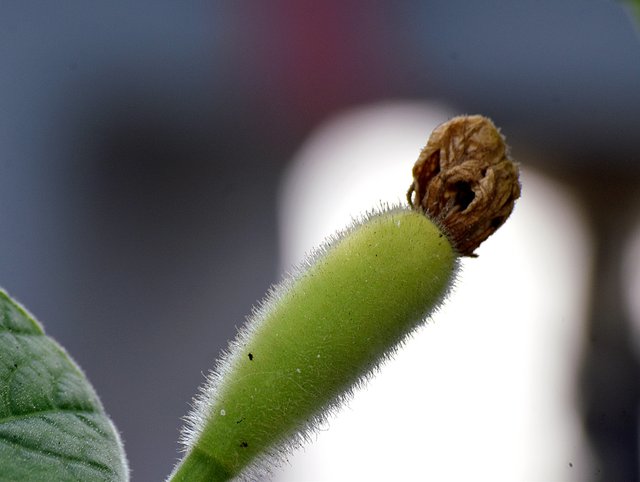 DSC_0448.JPG