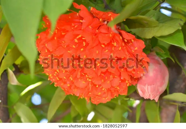 orange-flower-bouquet-tiny-yellow-600w-1828052597.webp