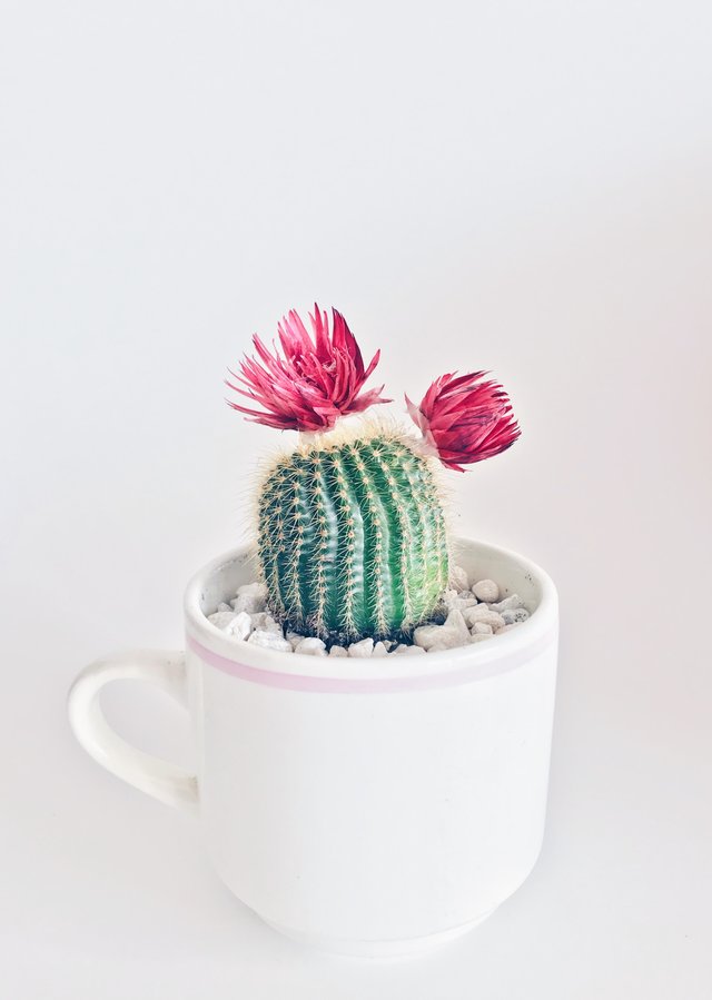 Kaya Cactus Plant..jpg