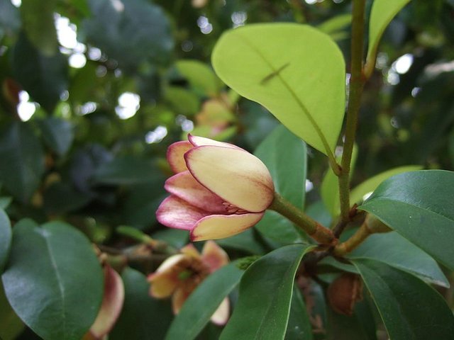 800px-Michelia_figo_leaves.JPG