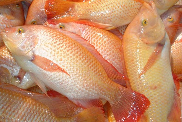 budidaya-ikan-nila-merah-super.jpg