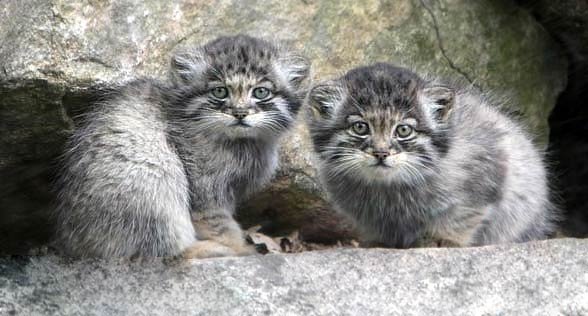 Manul_4.jpg