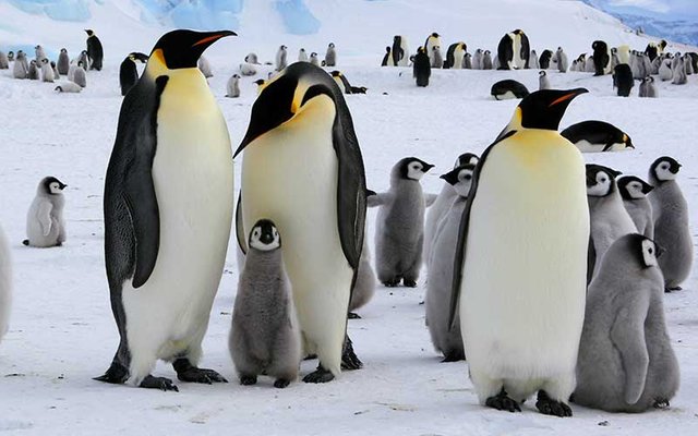 pinguino-emperador3.jpg