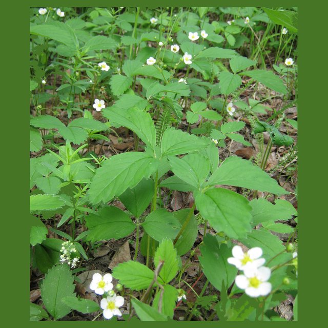 plenty of wild strawberry blossoms.JPG