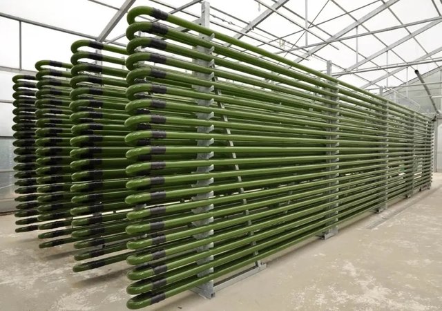 Algae Based Biofuel news.jpg