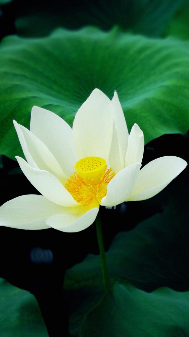 White lotus flowers.jpg