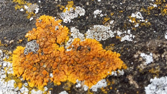 orange lichen.jpg
