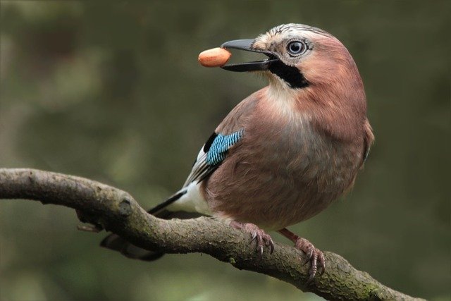 jay-on-branch-634405_640.jpg