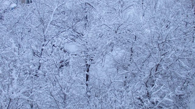 Деревья в снегу_4.jpg