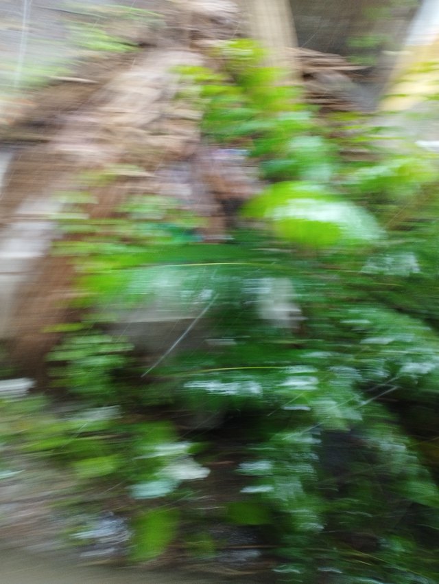 IMG_20250630_095954.jpg