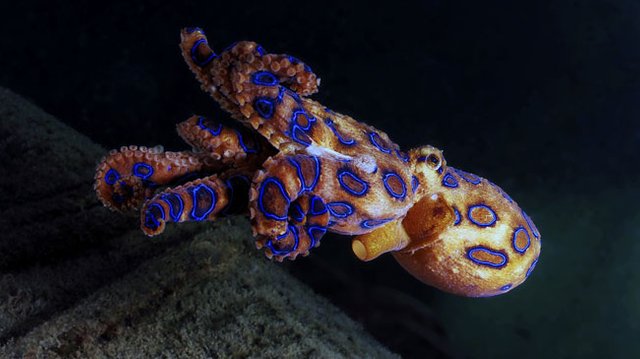 pulpo1.jpg