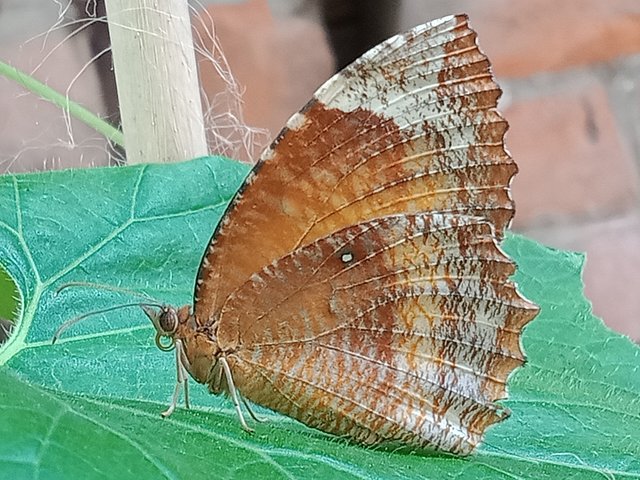 IMG20250405155832.jpg