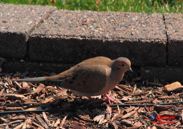 Mourning Dove IMG_0071.JPG