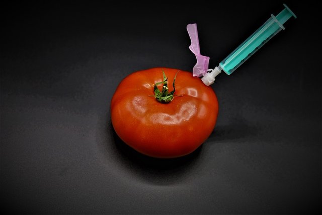 tomato-5224640_960_720 Gentechnik.jpg