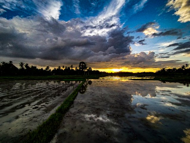 SAWAH DESA GU.jpg