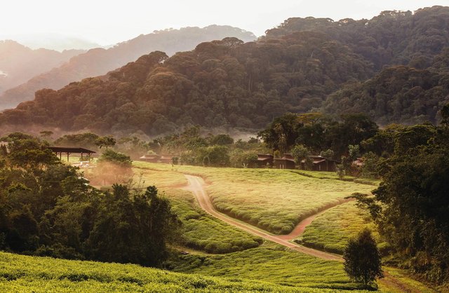 The Best Months to Go on a Safari to Rwanda.jpg