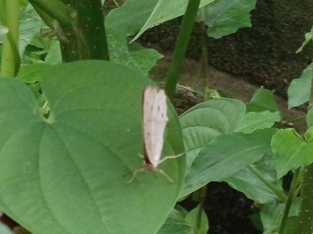 প্রজাপতি (4).jpg