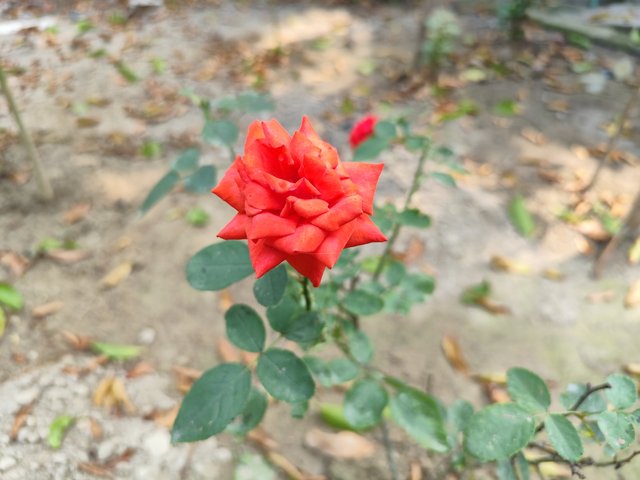 IMG_20250611_095005_1.jpg