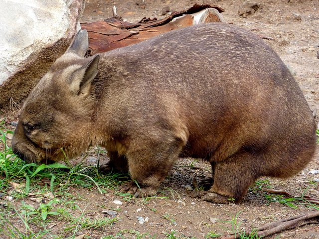 wombat-1309258_1920.jpg
