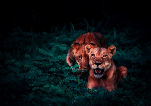 lions-2702828_1920.jpg