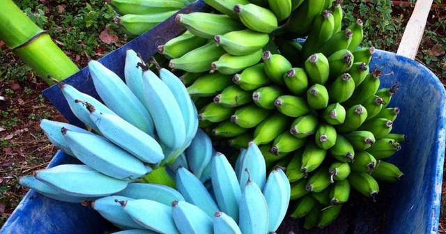 Blue bananas? How blue is making its way onto the menu