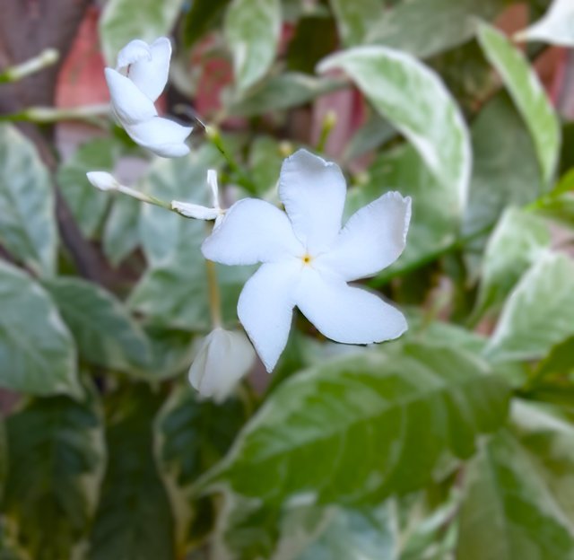 White Flower.jpg