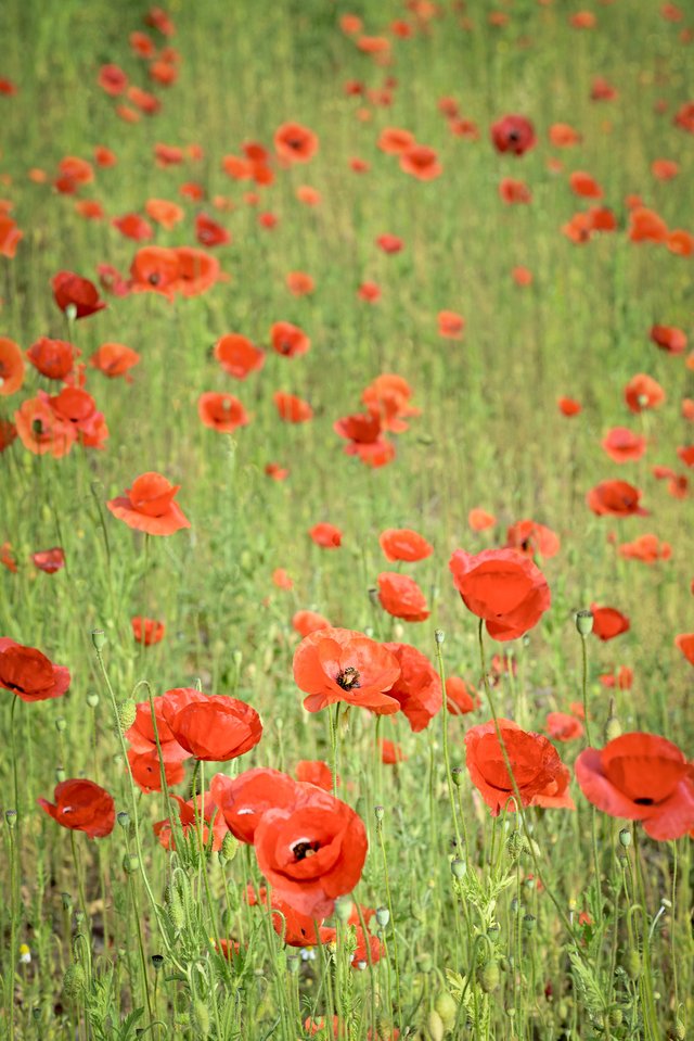Poppies in the verge of a road